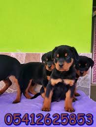 Satilik Rottweiler Rottweiler Yavrulari Rottweiler
