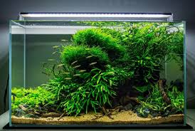 Pin On Aquarium And Fish