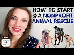 Starting your own animal online rescue