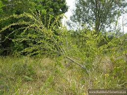 Image result for Coddia rudis