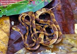 Image result for Imantodes chocoensis
