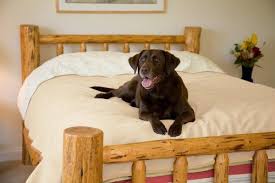 Pawsse waterproof pet blanket,pee urine proof dog blanket for couch sofa bed,soft reversible furniture protector cover,liquid resistance blanket for small medium large dogs cats. 100 Waterproof Mambe Pet Blanket Large Buff Http Www Thepuppy Org 100 Waterproof Mambe Pet Blanket Lar Waterproof Blanket Dog Blanket Dog Bed Furniture