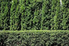 Live oak trees provide much more privacy or cover than a shrub would and also provide an adequate amount of shade that a if you're looking for a live oak, independent tree services has you covered! Privacy Trees Caledon Treeland