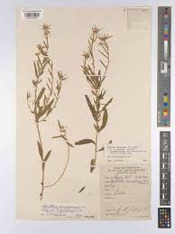 Image result for Afrohybanthus enneaspermus