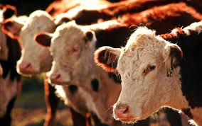 Liberă pentru uz comercial ✓ nu necesită atribuire ✓. DouÄƒ Vaci La Schimb Cu O MaÈ™inÄƒ Patru Sibieni Sunt AcuzaÈ›i De Furt Ora De Sibiu