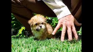 The havapoo is a mix between a havanese and poodle. Smallest Havanese Puppy In The World Akc Havanese Breeder Youtube