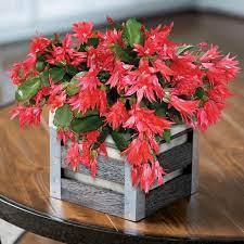 Find christmas cactus in canada | visit kijiji classifieds to buy, sell, or trade almost anything! Red Christmas Cactus Plants For Sale Online Garden Goods Direct