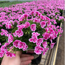 Image result for Pelargonium