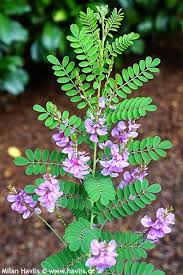 Image result for Indigofera kirkii