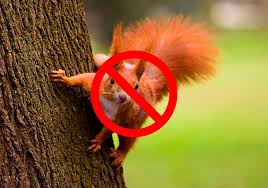 Squirrels likewise do not like garlic and black pepper smells. 15 Tips On How To Get Rid Of Squirrels Fast Humanely World Birds