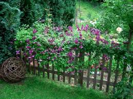 Celtic Dreams Garden Landscaping Climbing Plants Fence Backyard Fences