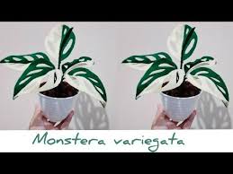 Felt Monstera Variegata Monstera Varigata Daun Monstera Janda Bolong Dari Kain Flanel Youtube Crochet Leaves Felt Flowers Felt Leaves