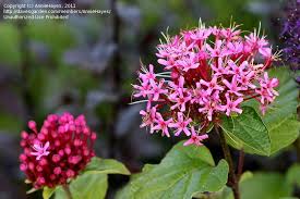 Image result for Clerodendrum buchneri