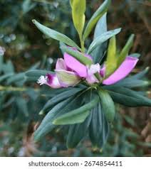 Image result for Polygalaceae