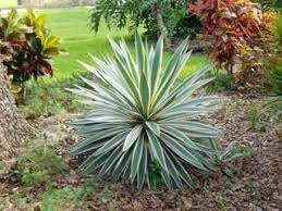 Yucca Gloriosa Variegata Plante Exotique Yucca Exterieur Jardin Exotique
