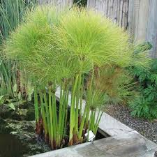 Image result for Cyperus haspan