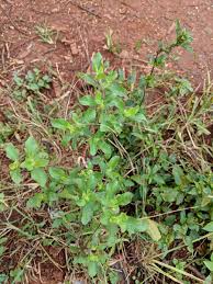 Image result for Acanthospermum hispidum