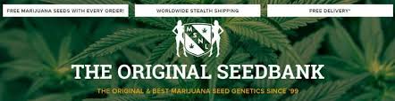 The seeds are sent out worldwide using discreet and express delivery services. Buy Cannabis Seeds In Italy 2021 10buds Cannabis Growing Guide