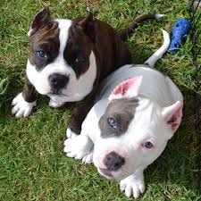 Animal control officers of daytona beach police department rescue a frozen pit bull puppy who was left to die under a bridge. Pitbull Puppy Free For Adoption Home Facebook