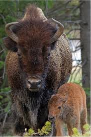 Little Trooper Mother And Baby Animals Animals Beautiful Animals Wild