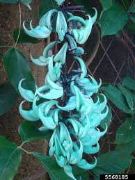 Image result for Strongylodon macrobotrys