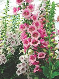 All parts of this ornamental garden plant including the flowers, leaves, and shoots, are considered poisonous Growing Foxglove Plants And Enjoying Foxglove Flowers Flower Magazine