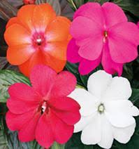 The lighting on your new guinea impatiens sounds reasonable. Sonic New Guinea Impatiens