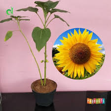 Arti makna dan kegunaan bunga kembang sepatu hibiscus. Bunga Matahari Helianthus Annuus Siap Tanam Bukan Biji T 70 Cm