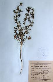 Image result for Coronopus didymus