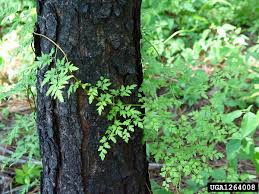 Image result for Lygodium