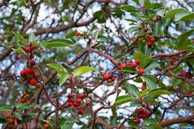 Image result for Andrachne