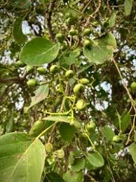 Image result for Cordia sp.A.
