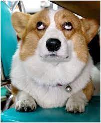 Sheeeesh Corgi Dog Corgi Cute Baby Animals
