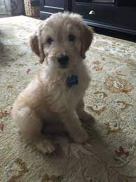 Harvey 9 Week Old Goldendoodle 25 Poodle 75 Golden Retriever Mom Is An F1 Goldendoodle And Dad Is A Golden Retri Preppy Dog Goldendoodle Golden Retriever