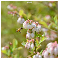 Maybe you would like to learn more about one of these? No 1025 Gallery Little Bee Project