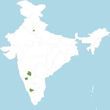 Image result for Secamone retusa