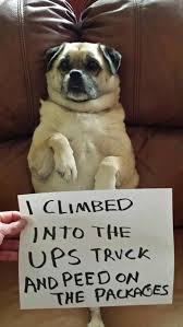 The Ups Truck Dog Shaming Animal Shaming Funny Dog Pictures