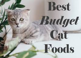 Such pertinent data needs to be double checked by you. 10 Best Budget Cat Foods Low Cost But Quality 2021 Cat Mania