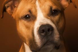 The warning signs of cancer in dogs are very similar to that in people. Hydrocephalus In Dogs Symptoms Causes Diagnosis Treatment Recovery Management Cost