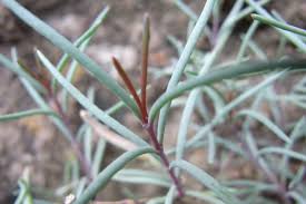 Image result for Stellaria mannii