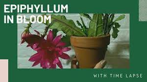 Please, don't use this picture without my permission. Erica S Epiphyllum Orchid Cactus In Bloom With Time Lapse Youtube