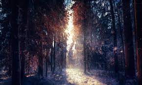 Here Comes The Sun Hd Wallpaper 4k Wallpaper Backgrounds Winter Forest