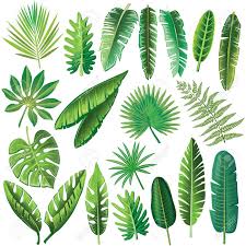 Vector Tropical Leaves Blumen Zeichnung Blumenzeichnung Blattzeichnung Doch wir liefern auch blumen am selben tag in kleinere staedte und doerfer. vector tropical leaves blumen