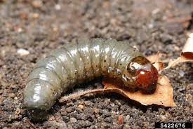 Cutworms are larvae or caterpillars from certain night flying moths in the noctuidae family. Cutworms In Home Gardens Umn Extension