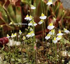 Image result for Utricularia formula