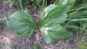 Image result for Rhipidoglossum microphyllum