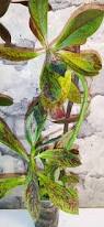 Image result for Synadenium cupulare