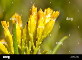 Image result for Pteronia glauca