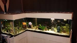 600 Liter Aquarium Begonnen Met Een Zelfbouw Aquarium Wou Niet Klein Beginnen Dus Daarom Heb Ik Deze Gebouwd Aquarium Showroom
