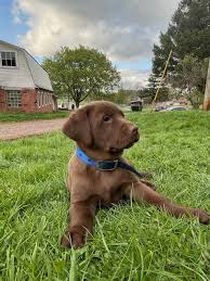 Browse thru our id verified puppy for sale listings to find your perfect puppy in your area. Labrador Retriever Puppies For Sale Pittsburgh Pa 354484